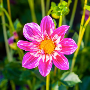 HemligBlomma
